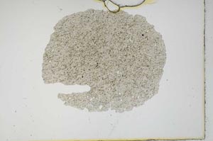 Plane Polarized, S16037