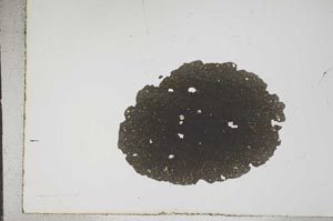 Plane Polarized, S16059