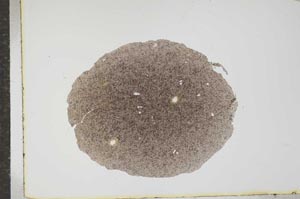 Plane Polarized, S16064