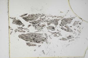 Plane Polarized, S16079