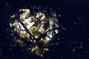 Cross Polarized, S16102