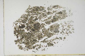 Plane Polarized, S16169
