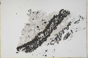 Plane Polarized, S16204