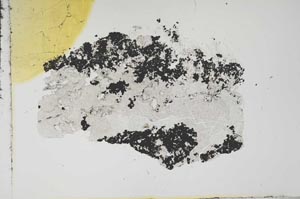 Plane Polarized, S16205
