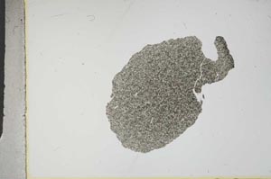 Plane Polarized, S16237