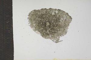 Plane Polarized, S16256