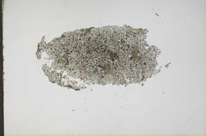 Plane Polarized, S16260