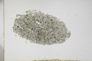 Plane Polarized, S16261