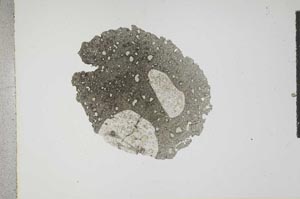 Plane Polarized, S16266