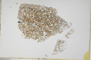 Plane Polarized, S16289