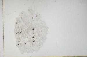 Plane Polarized, S16290