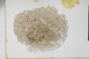 Plane Polarized, S16297