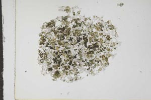 Plane Polarized, S16299