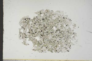 Plane Polarized, S16373