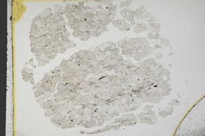 Plane Polarized, S16409