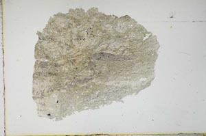 Plane Polarized, S16417