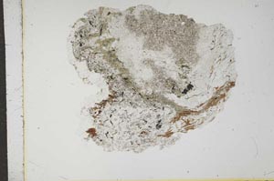 Plane Polarized, S16421