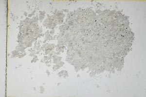 Plane Polarized, S16422