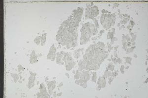 Plane Polarized, S16424