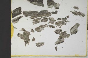 Plane Polarized, S16426