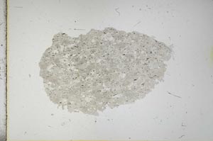 Plane Polarized, S16428