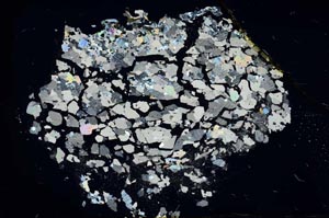 Cross Polarized, S16430