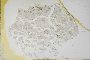 Plane Polarized, S16430