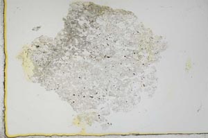 Plane Polarized, S16431