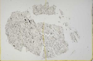 Plane Polarized, S16432