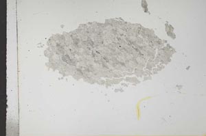 Plane Polarized, S16433