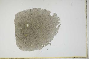 Plane Polarized, S16440