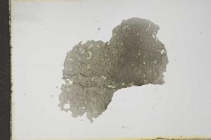 Plane Polarized, S16474