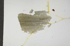 Plane Polarized, S16475
