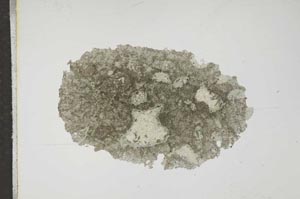 Plane Polarized, S16488