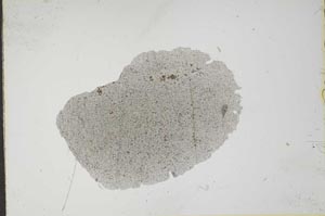 Plane Polarized, S16490