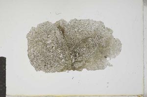 Plane Polarized, S16498