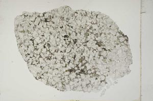 Plane Polarized, S16502