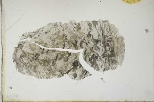 Plane Polarized, S16508