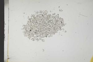 Plane Polarized, S16526