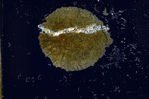 Cross Polarized, S16555