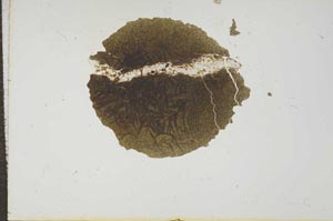 Plane Polarized, S16555