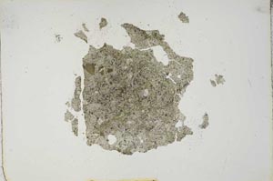 Plane Polarized, S16566