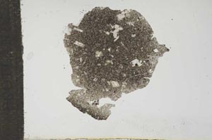 Plane Polarized, S16576