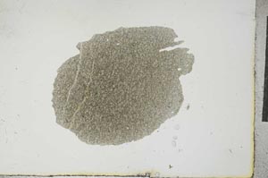 Plane Polarized, S16577
