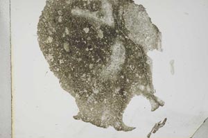 Plane Polarized, S16584