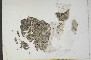 Plane Polarized, S16585