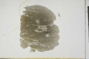 Plane Polarized, S16588