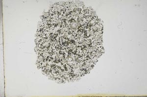 Plane Polarized, S16613