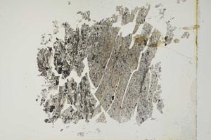 Plane Polarized, S16621