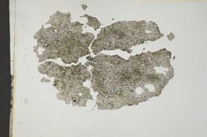 Plane Polarized, S16643